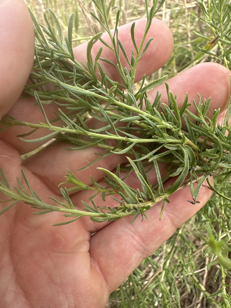 Ericameria palmeri var. palmeri photo 2