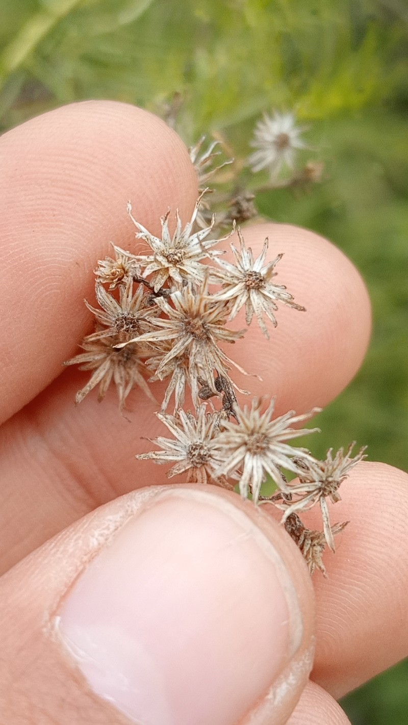 Ericameria palmeri var. palmeri photo 3