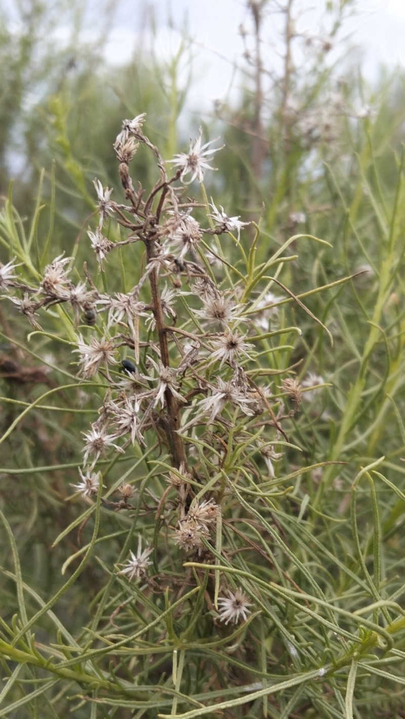 Ericameria palmeri var. palmeri photo 4