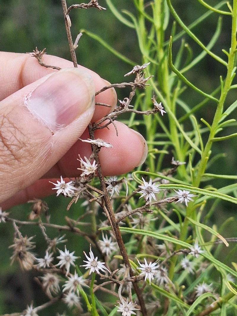 Ericameria palmeri var. palmeri photo 5