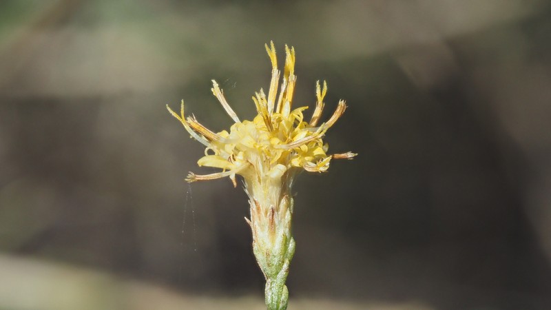 Ericameria palmeri var. palmeri photo 6