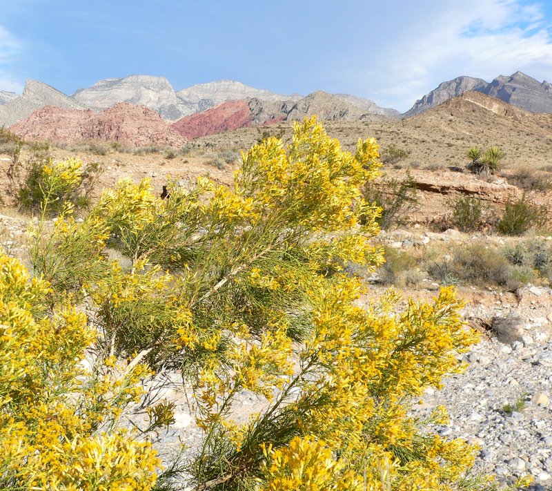 Mojave Rabbitbrush