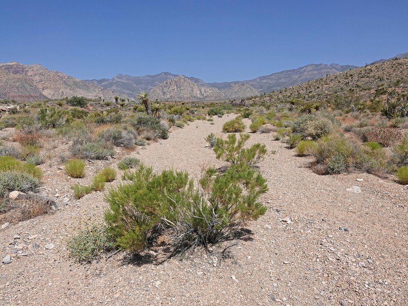 Mojave Rabbitbrush