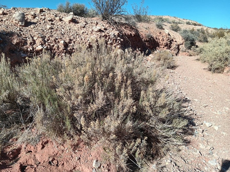 Mojave Rabbitbrush photo 2