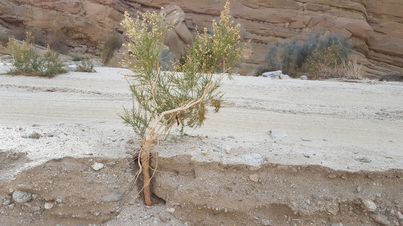 Mojave Rabbitbrush photo 3