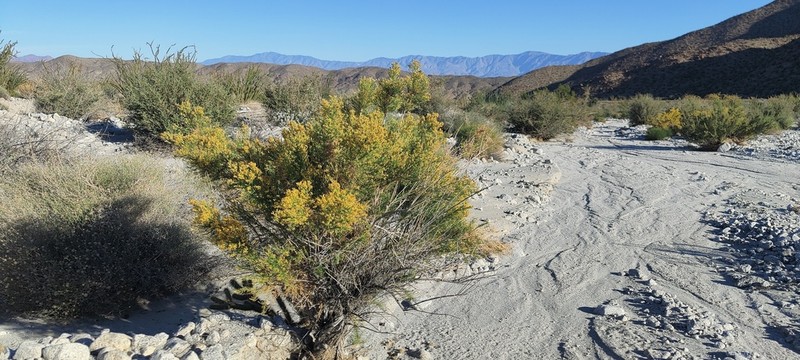 Mojave Rabbitbrush photo 4