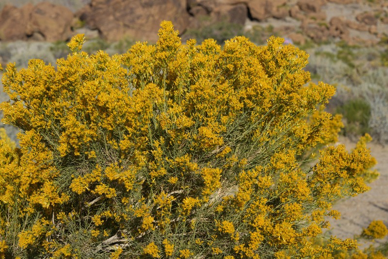 Mojave Rabbitbrush photo 5
