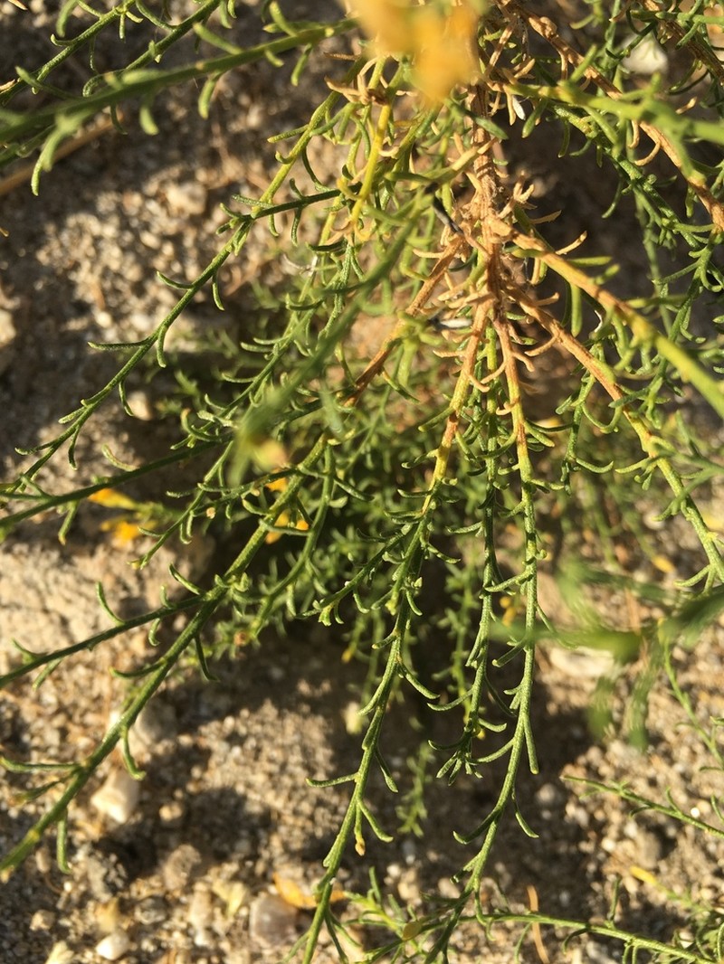 Mojave Rabbitbrush photo 6