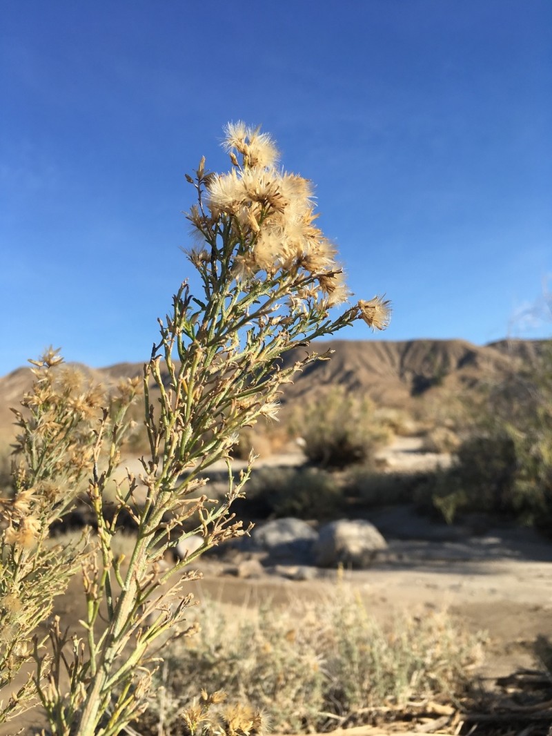 Mojave Rabbitbrush photo 7
