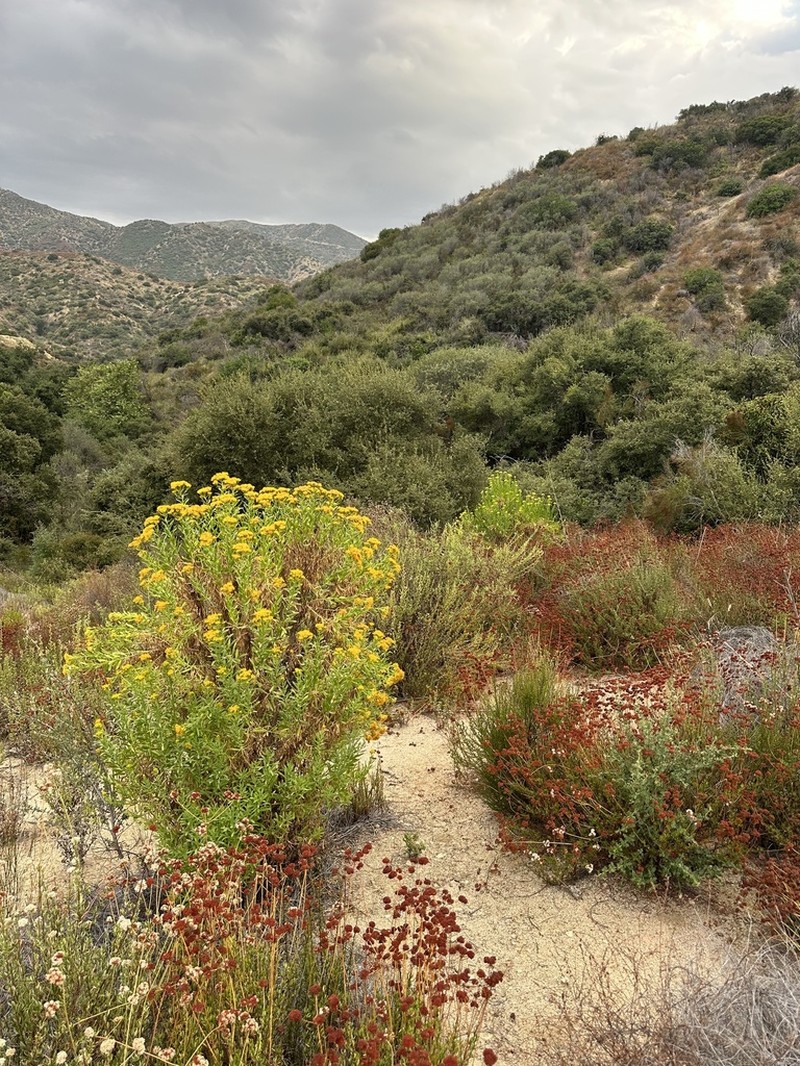 Parish's Rabbitbrush