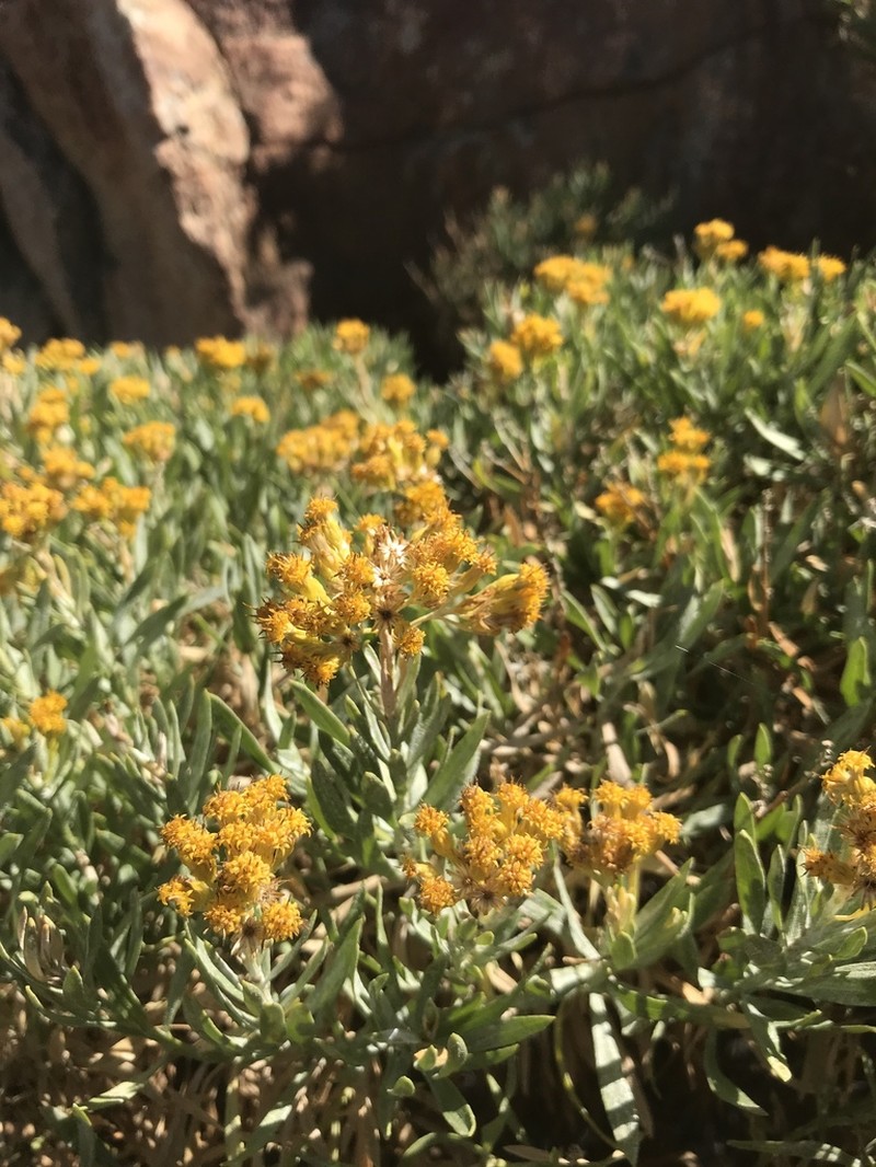 Parish's Rabbitbrush photo 2