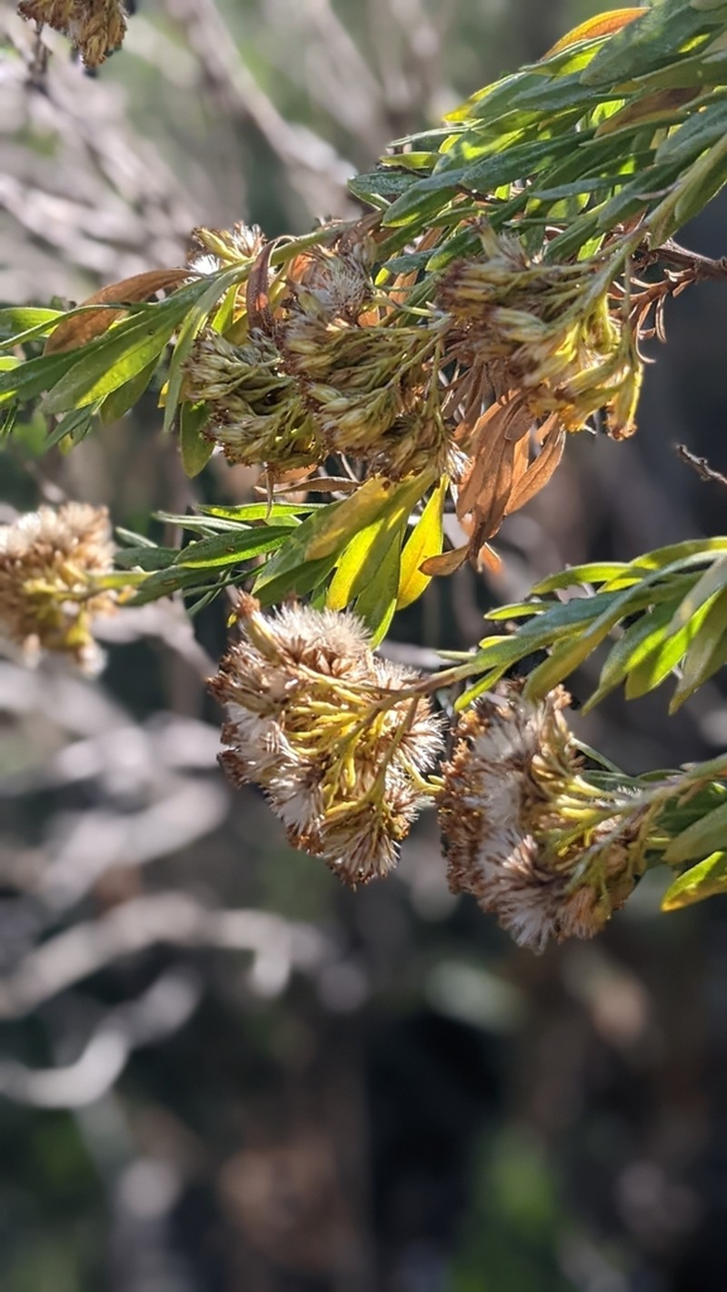 Parish's Rabbitbrush photo 3