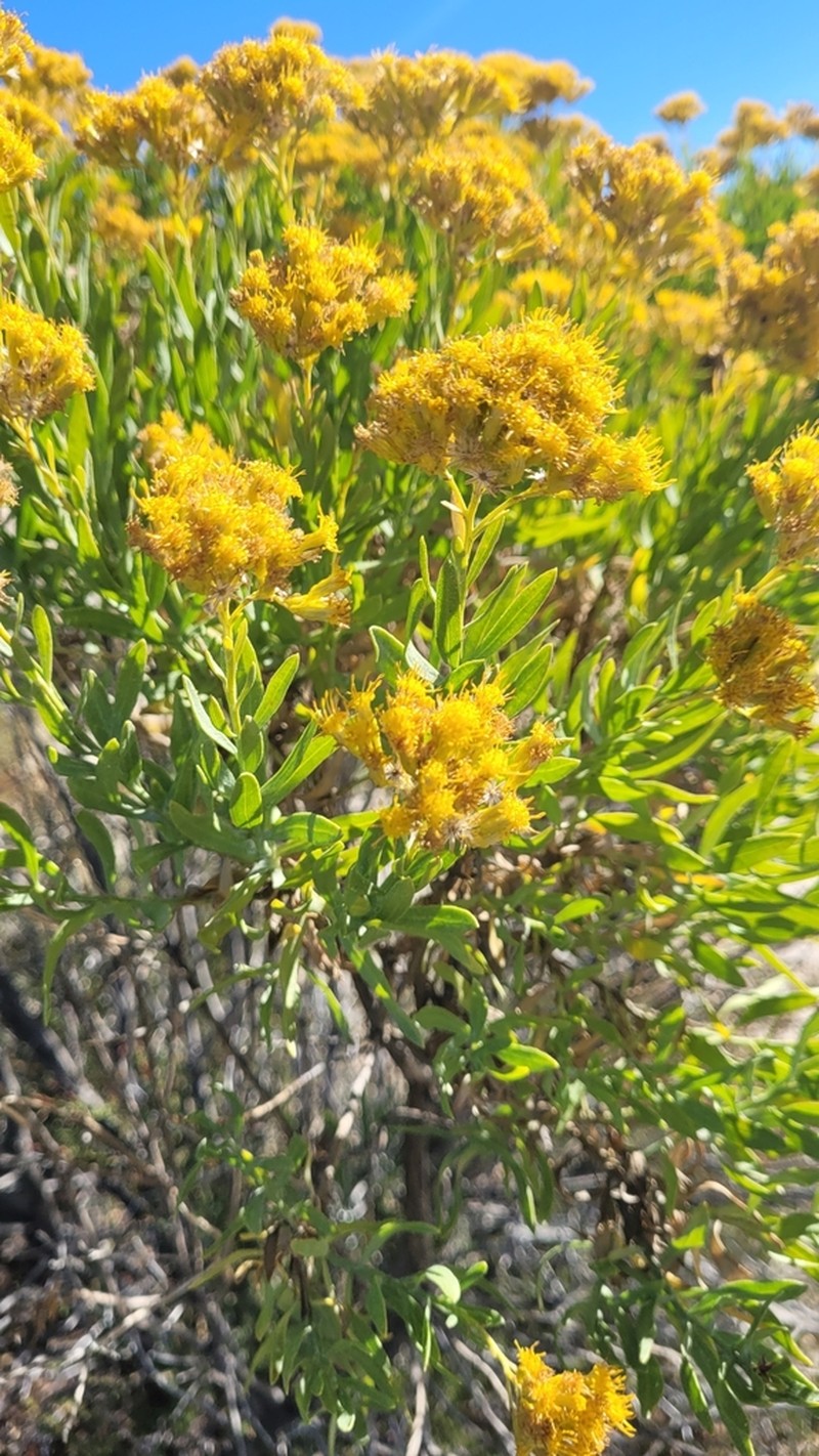 Parish's Rabbitbrush photo 4