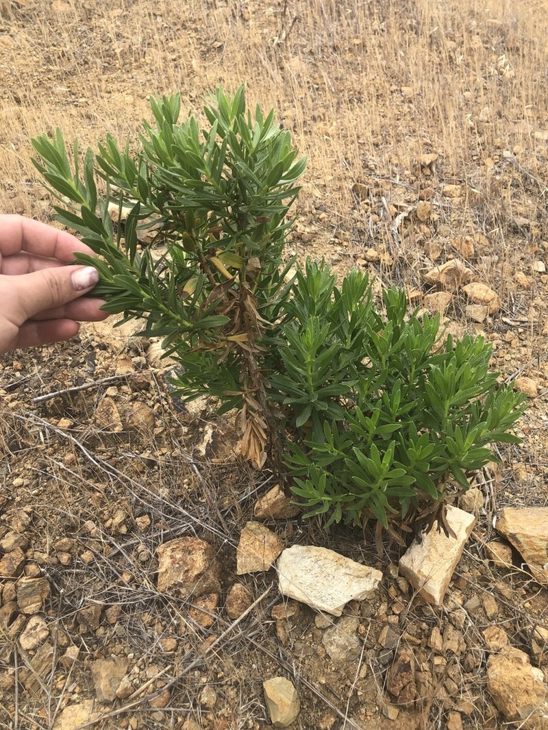 Parish's Rabbitbrush photo 5