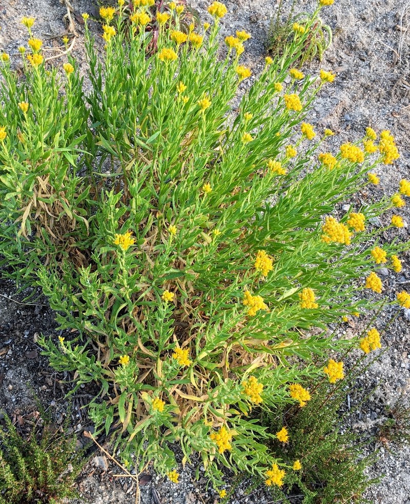Parish's Rabbitbrush photo 6