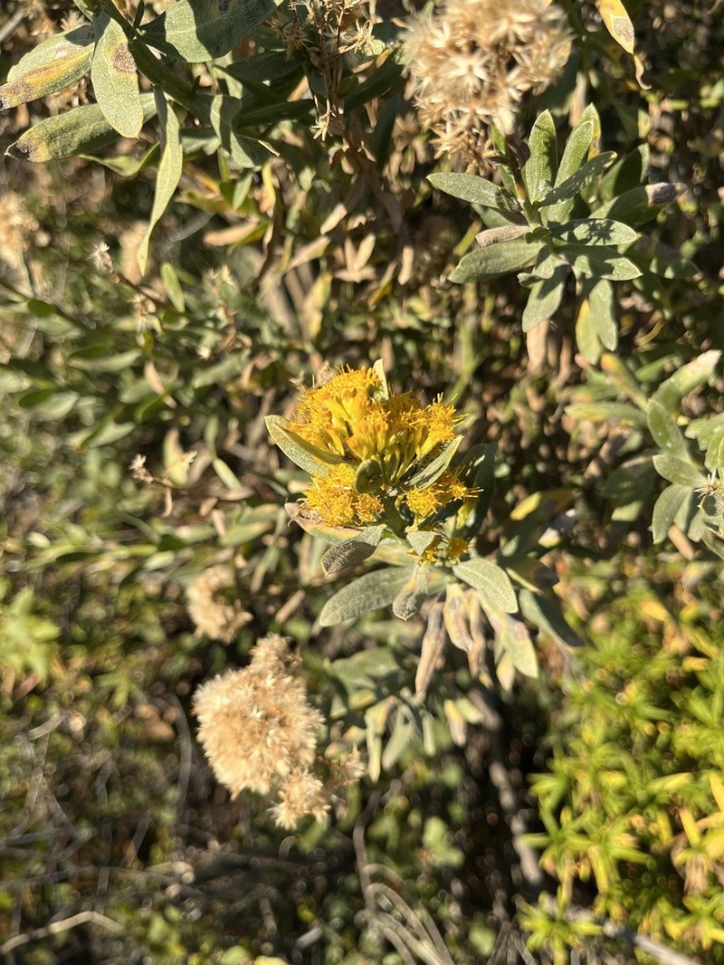Parish's Rabbitbrush photo 7