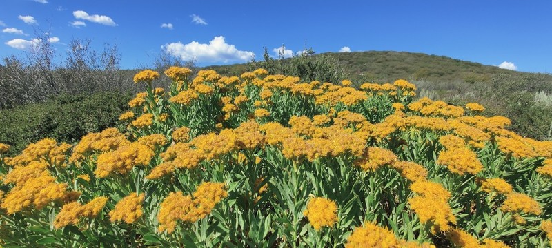 Parish's Rabbitbrush photo 8