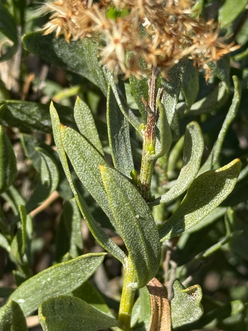 Ericameria parishii var. parishii