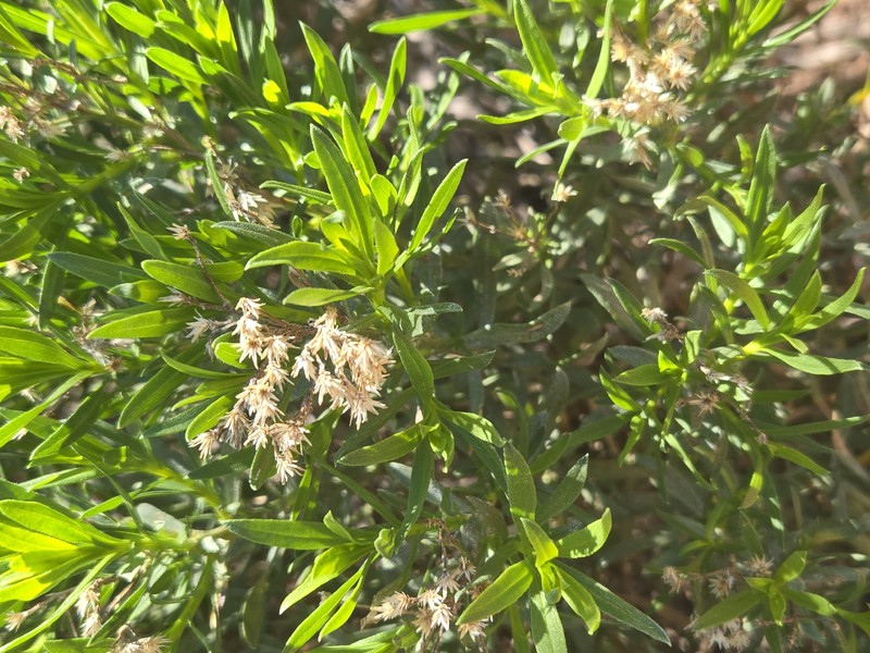Ericameria parishii var. parishii photo 2
