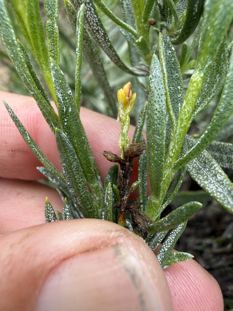 Ericameria parishii var. parishii photo 3