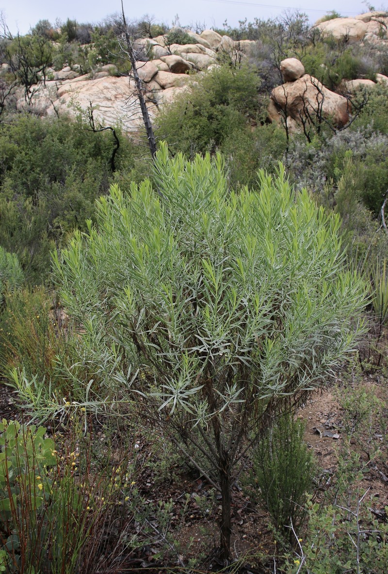 Ericameria parishii var. parishii photo 4