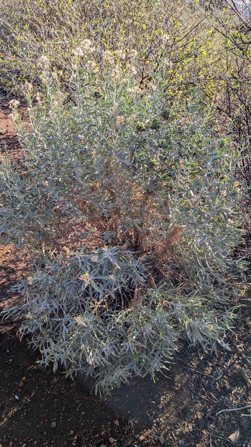 Ericameria parishii var. parishii photo 5