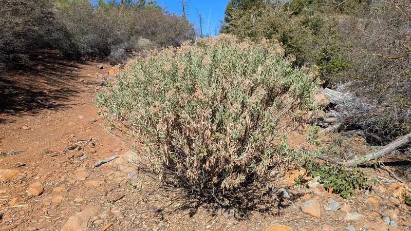 Ericameria parishii var. parishii photo 6