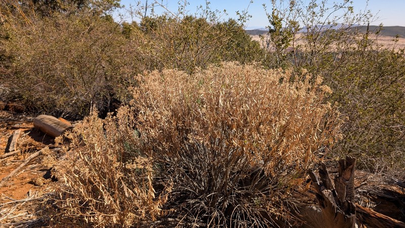 Ericameria parishii var. parishii photo 7