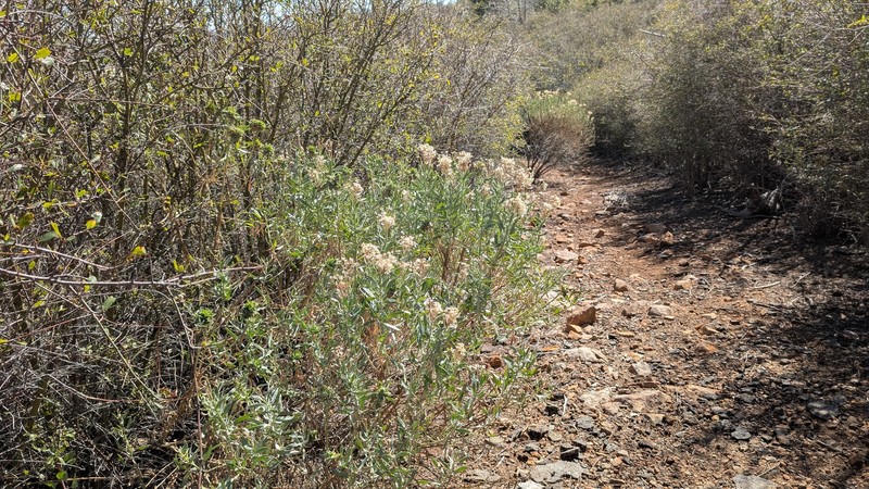Ericameria parishii var. parishii photo 8