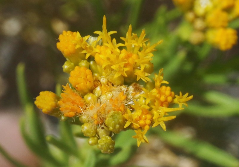 Ericameria parishii var. peninsularis