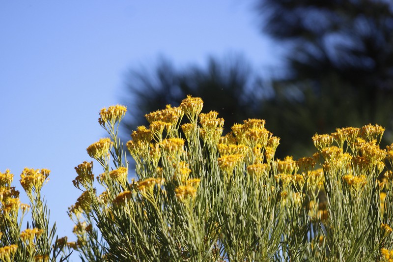Ericameria parishii var. peninsularis photo 2