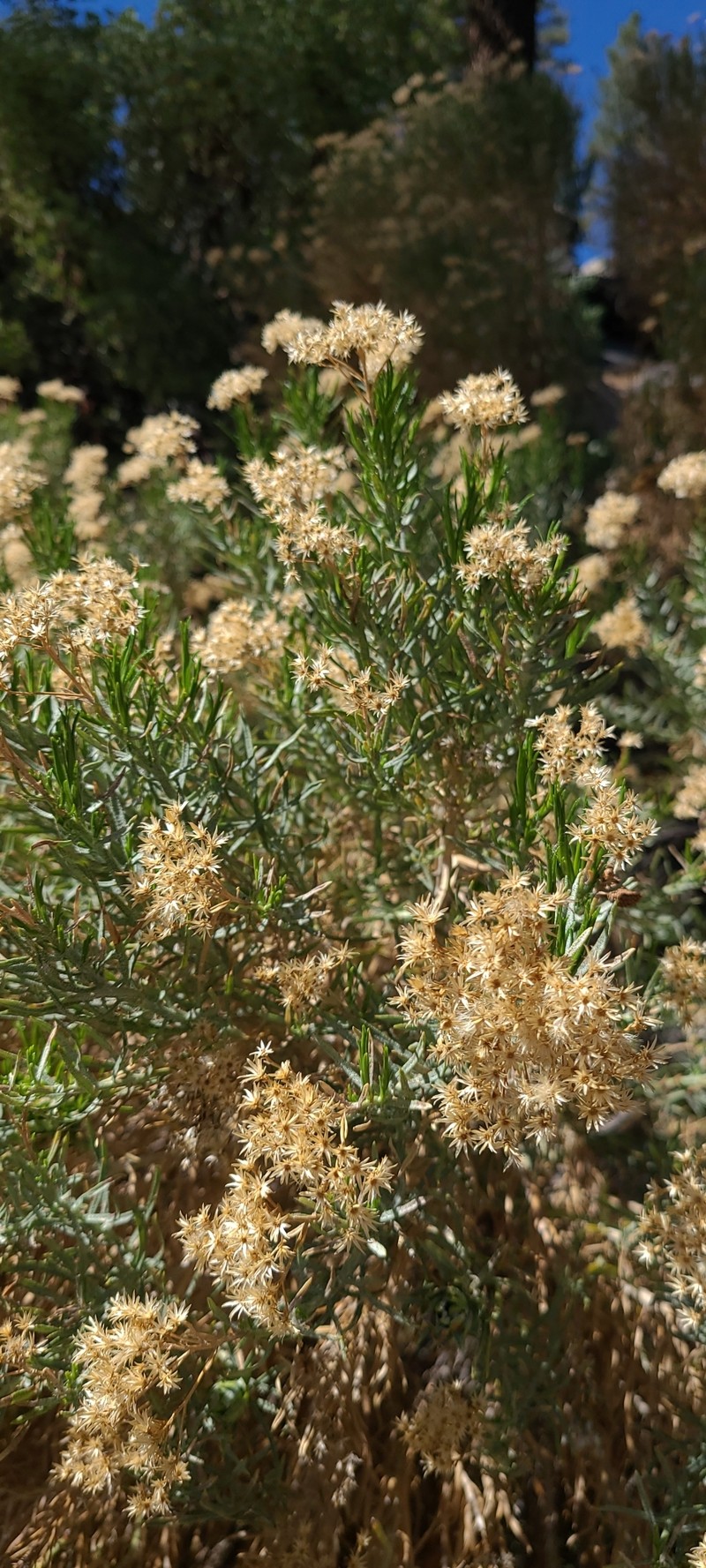 Ericameria parishii var. peninsularis photo 3