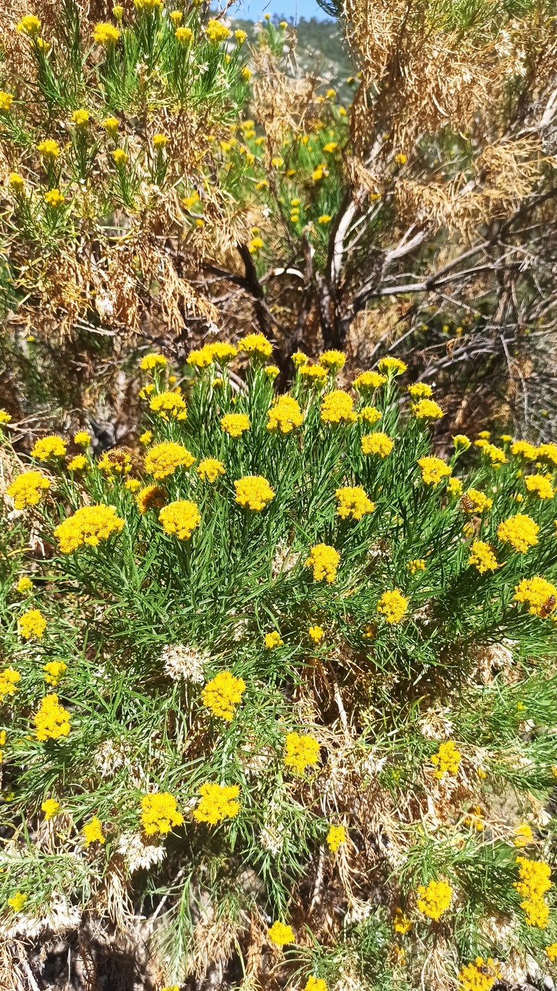 Ericameria parishii var. peninsularis photo 4