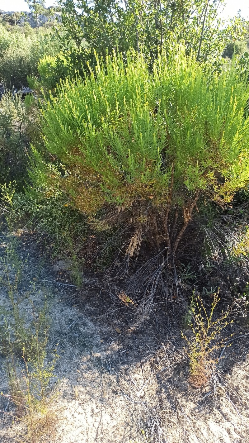 Ericameria parishii var. peninsularis photo 5