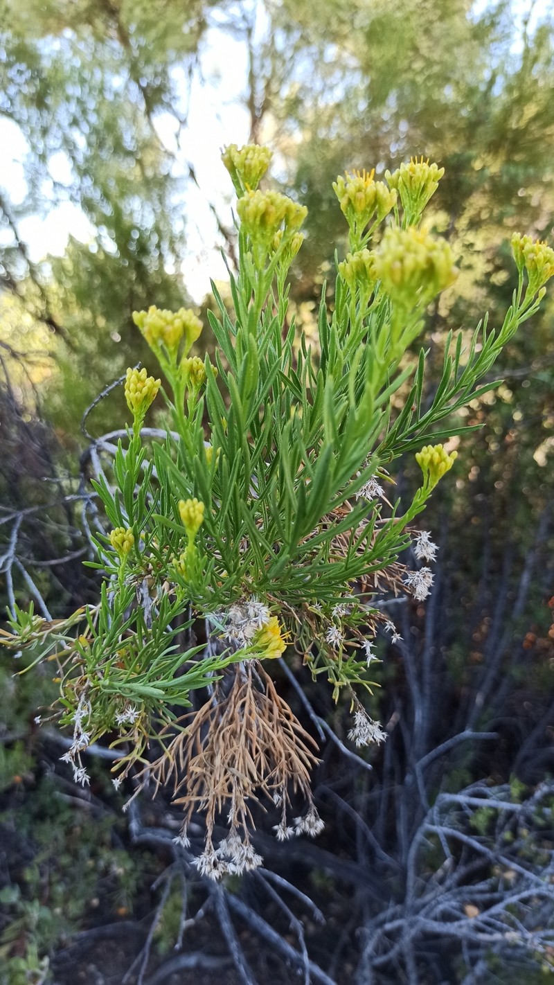 Ericameria parishii var. peninsularis photo 6