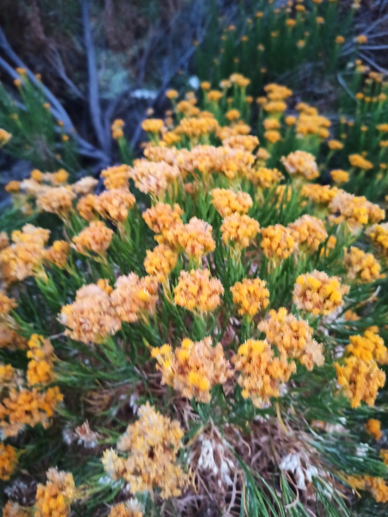 Ericameria parishii var. peninsularis photo 8