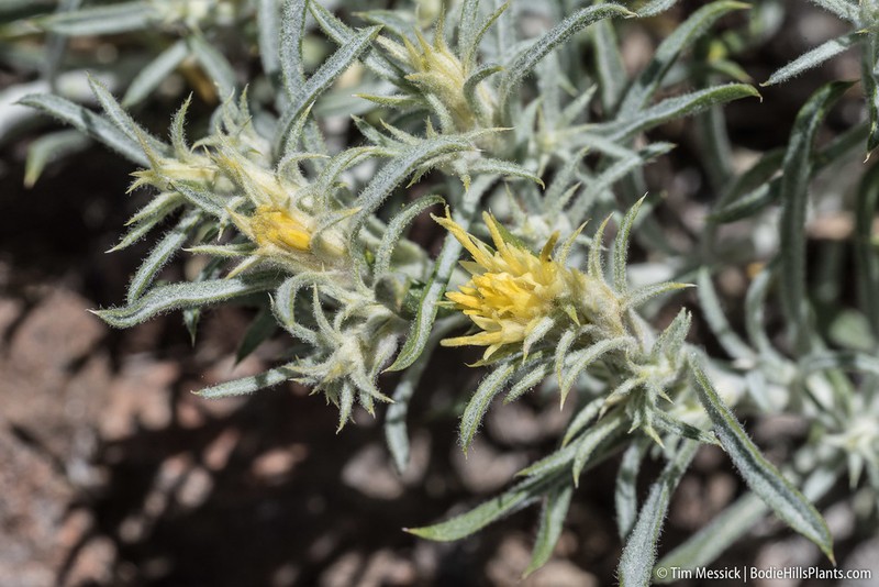 Parry's Rabbitbrush