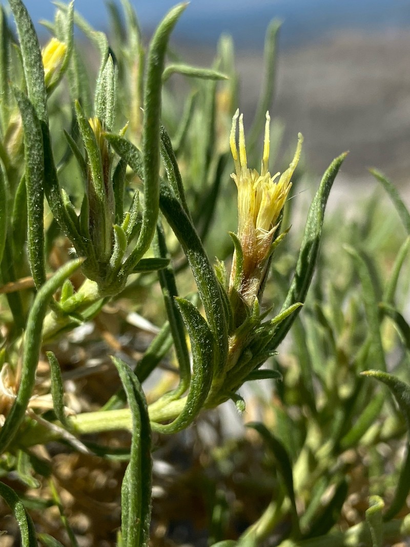 Parry's Rabbitbrush photo 2