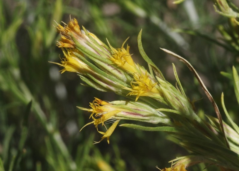 Parry's Rabbitbrush photo 3