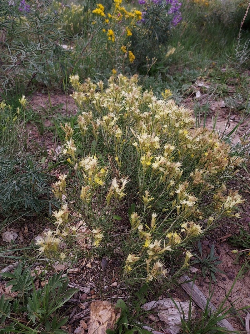 Parry's Rabbitbrush photo 4