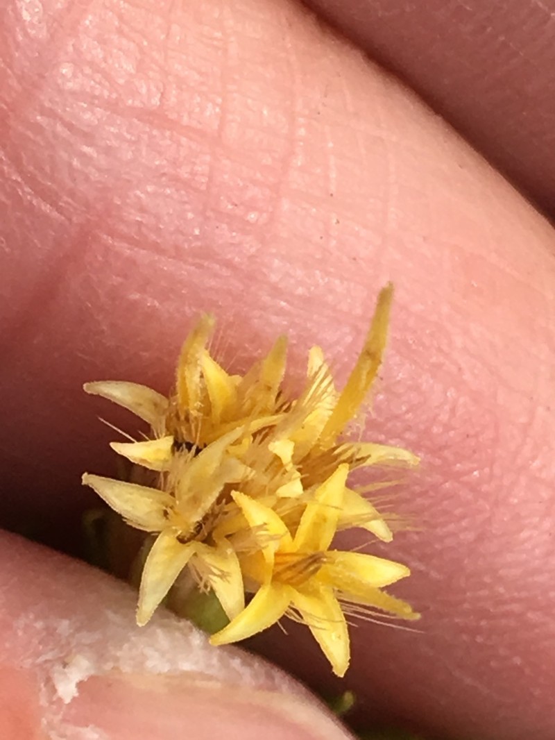 Parry's Rabbitbrush photo 5
