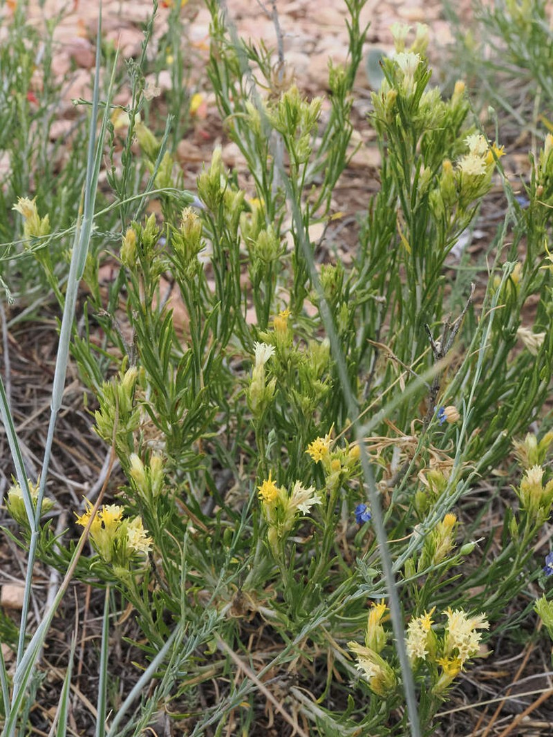 Parry's Rabbitbrush photo 6