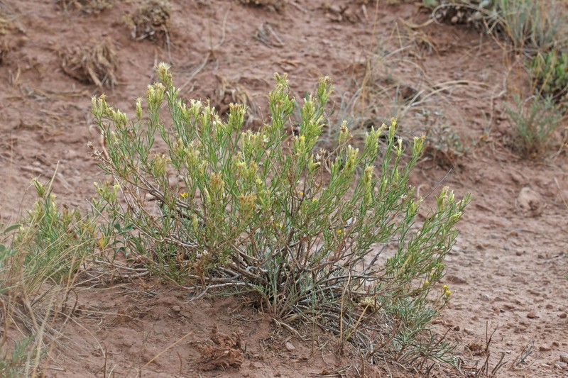 Parry's Rabbitbrush photo 7
