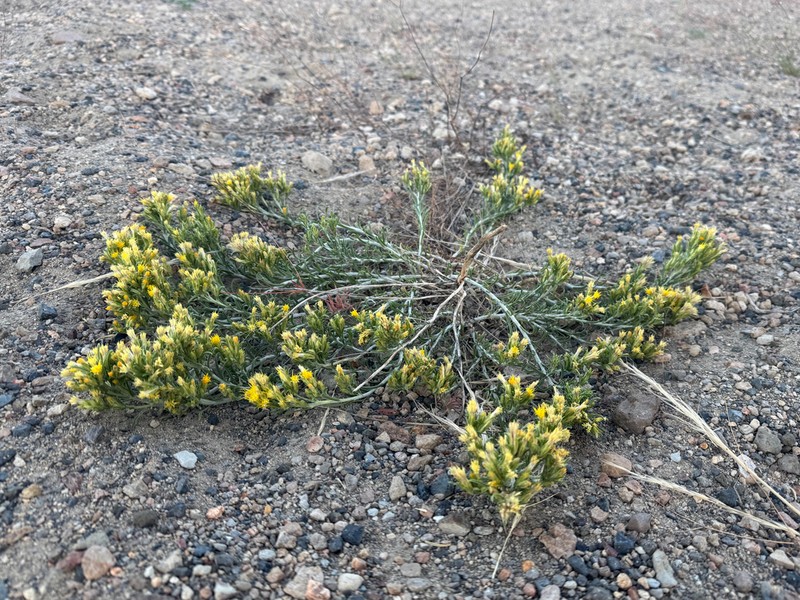 Parry's Rabbitbrush photo 8