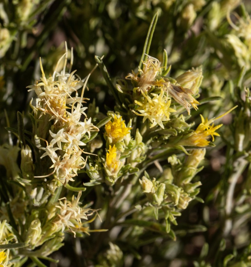 Ericameria parryi var. affinis