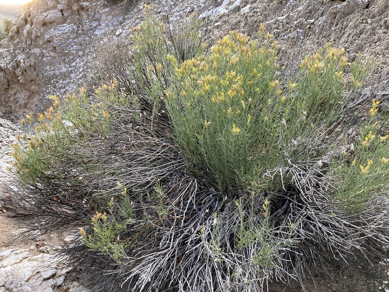 Ericameria parryi var. affinis photo 2