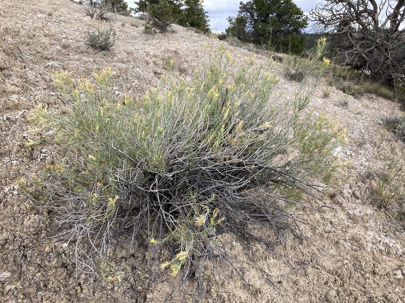 Ericameria parryi var. affinis photo 3