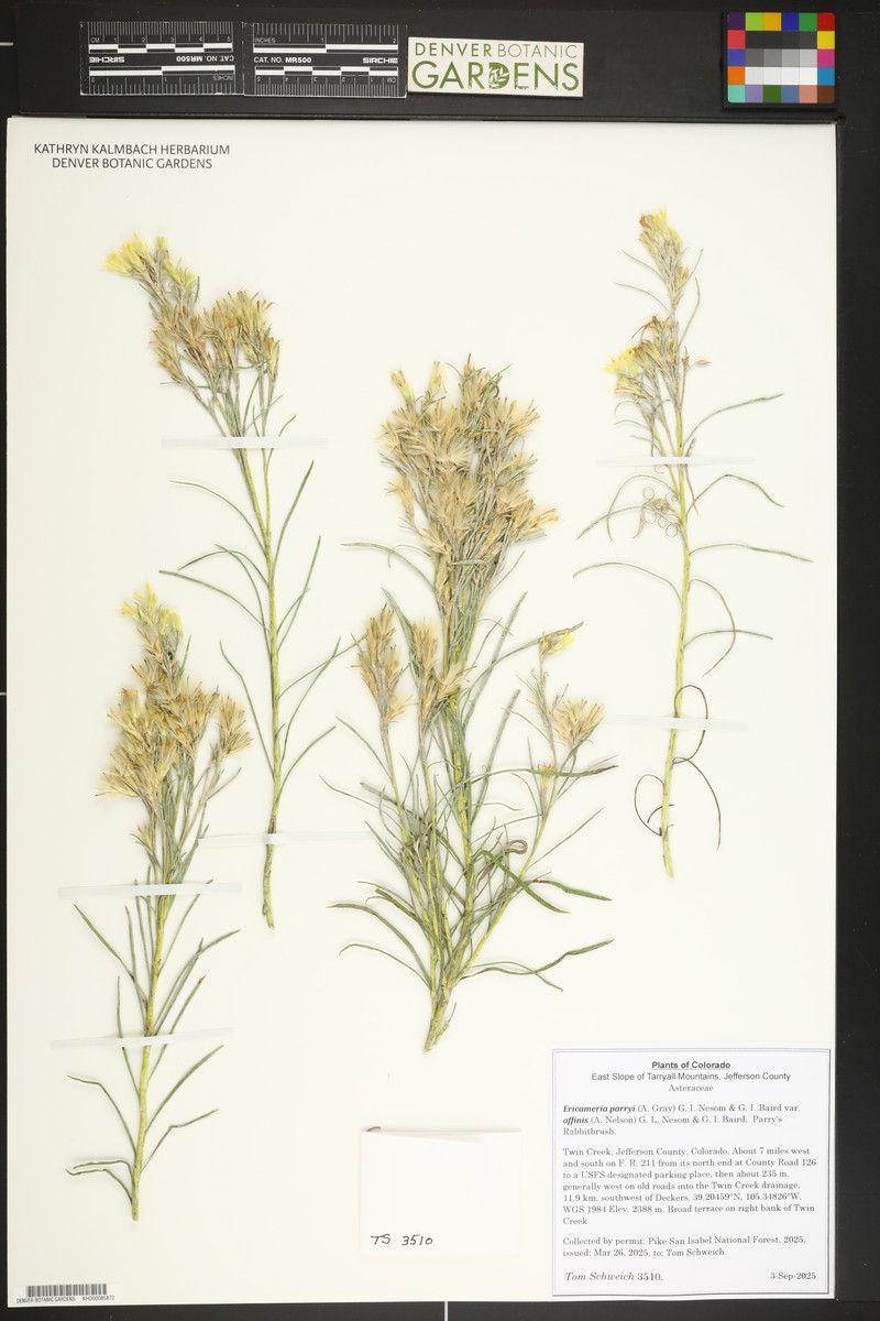 Ericameria parryi var. affinis photo 4