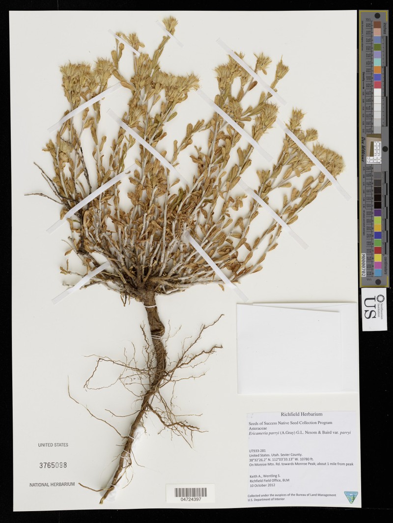 Ericameria parryi var. affinis photo 5