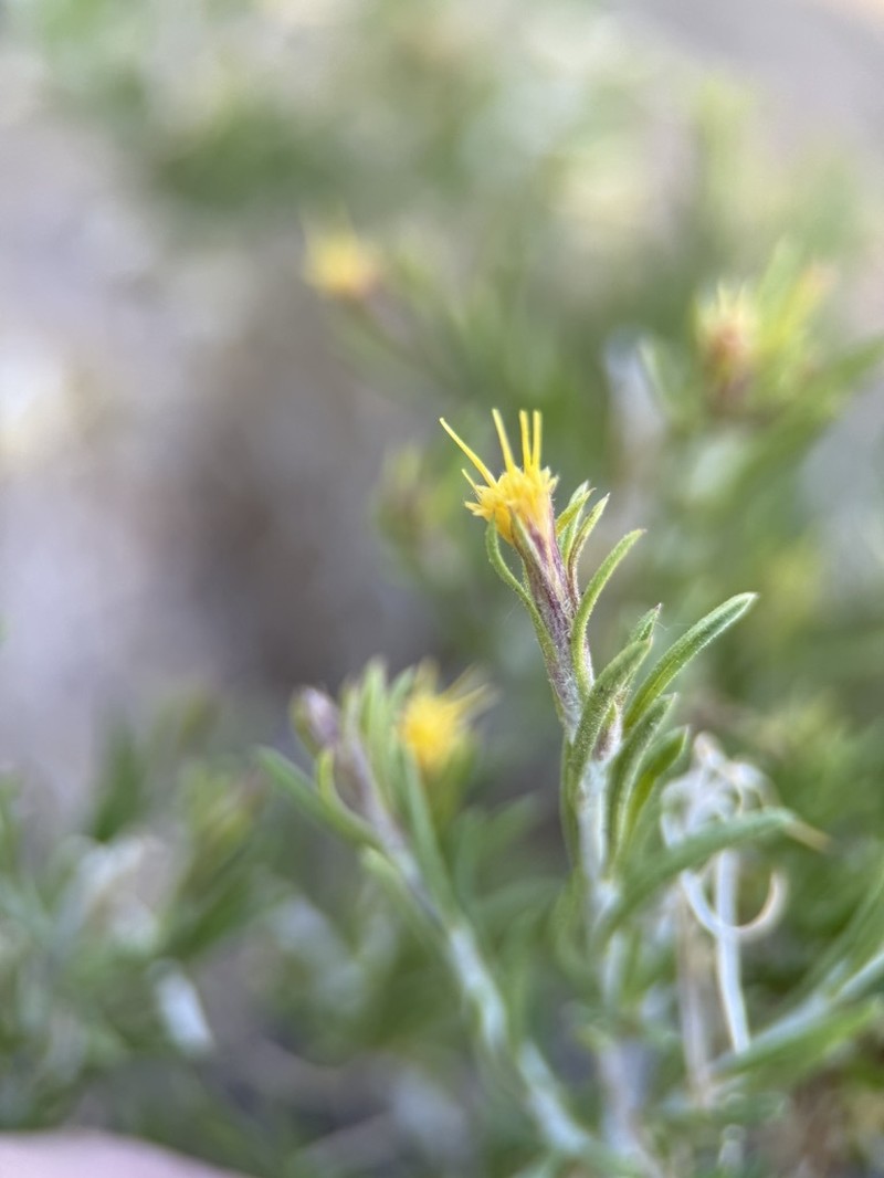Ericameria parryi var. aspera
